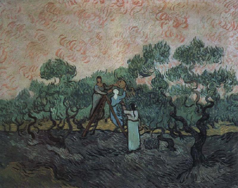 Vincent Van Gogh the olive pickers,saint remy,1889 China oil painting art